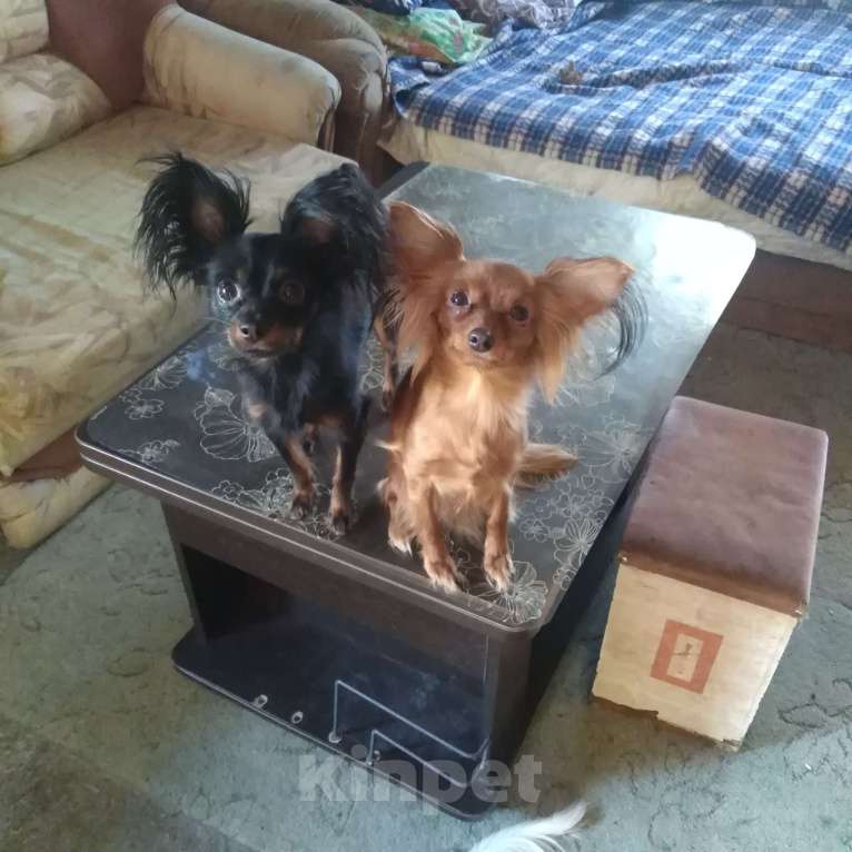 Собаки в Кыштыме: Русский той длинношёрстный щенок Мальчик, 25 000 руб. - фото 3