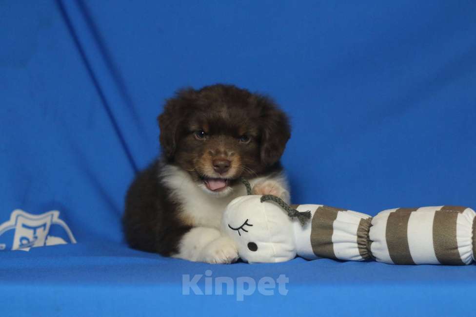 Собаки в Рязани: Ще́нки мини ауси Разнополые, 60 000 руб. - фото 2