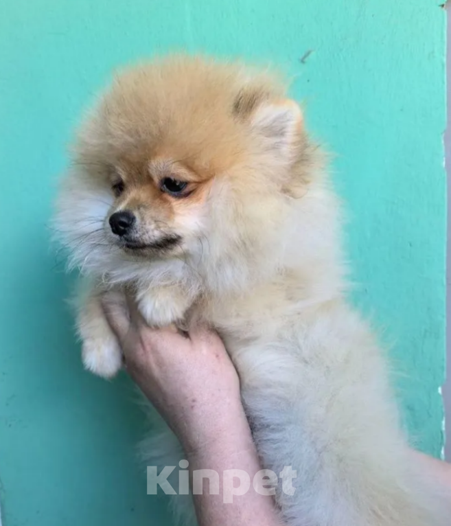 Собаки в Казани: Продаю щенков померанского шпица РКФ Мальчик, 40 000 руб. - фото 2