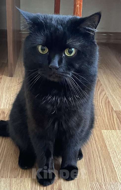 Кошки в Ставрополе: Потерялся кот. Просьба нашедшим вернуть за вознаграждение! Мальчик, 5 000 руб. - фото 1