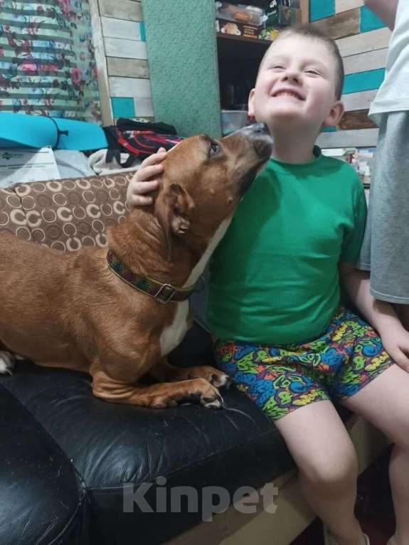 Собаки в Санкт-Петербурге: Мусенька в добрые руки Девочка, Бесплатно - фото 1