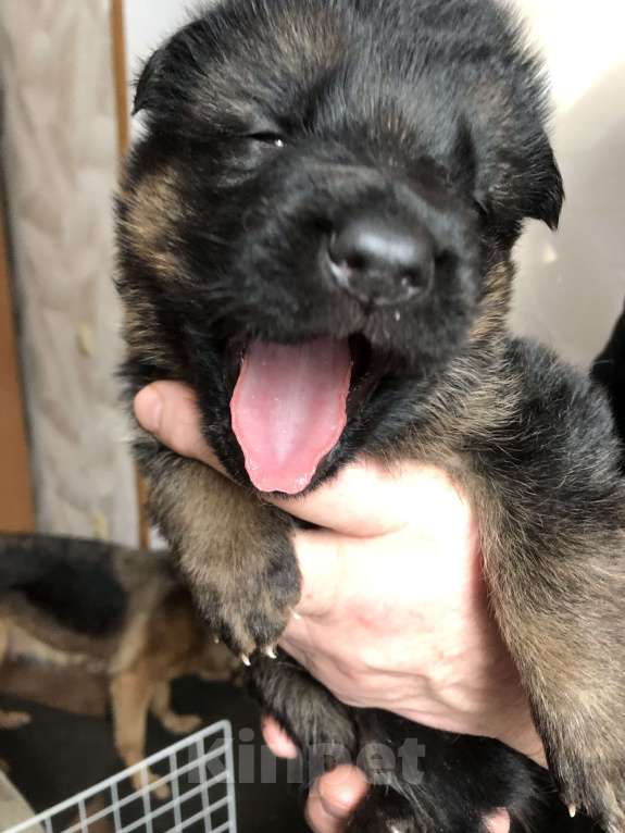 Собаки в других городах Московской области: Щенки немецкой овчарки Девочка, 17 000 руб. - фото 5