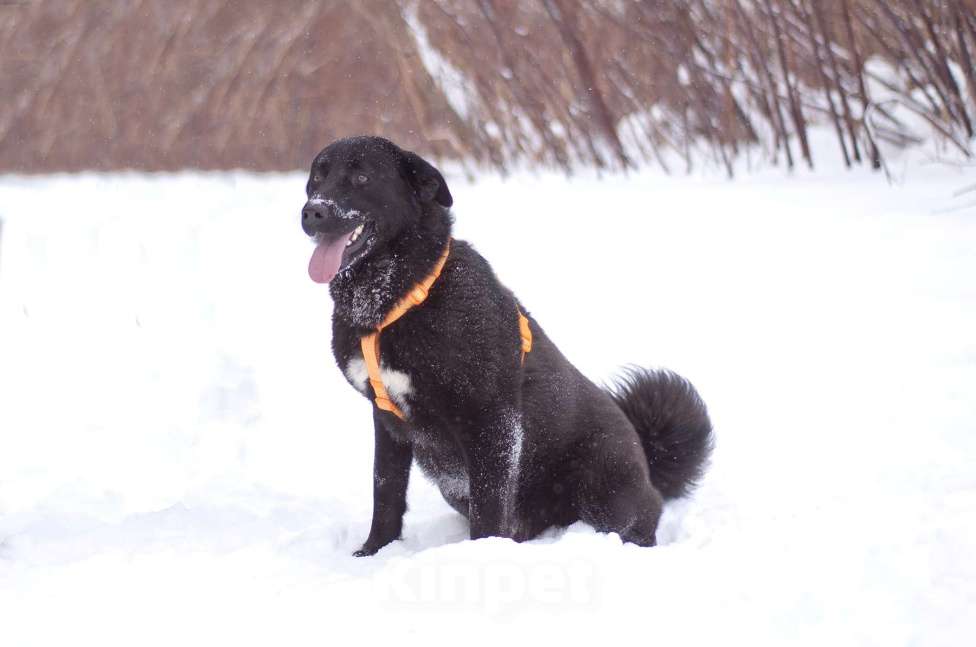 Собаки в Москве: Обаятельный Оникс в добрые руки Мальчик, Бесплатно - фото 5