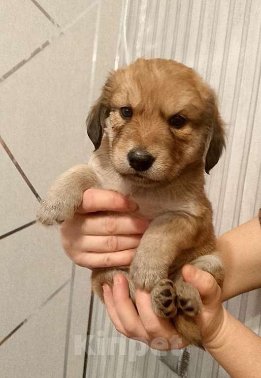 Собаки в Строителе: Малыш Девочка, Бесплатно - фото 1