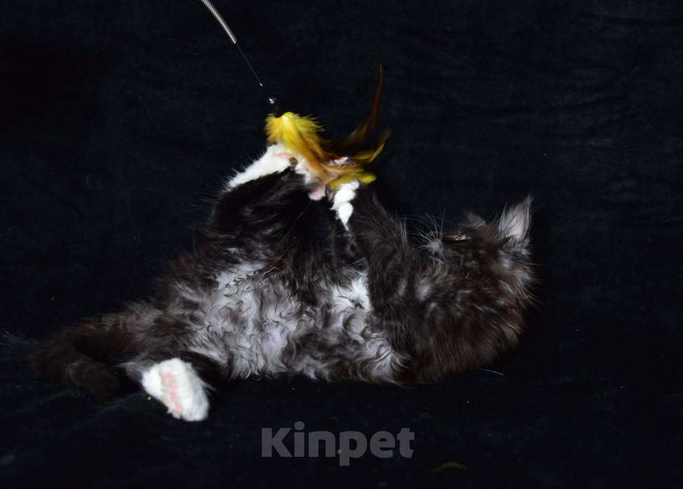 Кошки в Котельнике: Мейн-кун котёнок Полидакт Мальчик, 37 000 руб. - фото 3