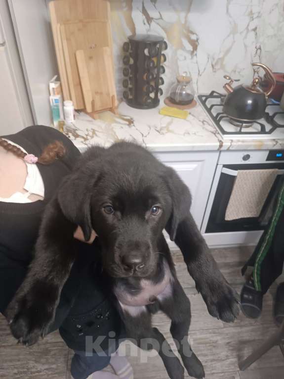 Собаки в Пятигорске: Лабрадор щенки чёрные  Мальчик, 25 000 руб. - фото 8