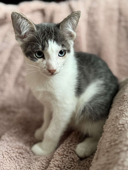 Котенок в добрые руки
