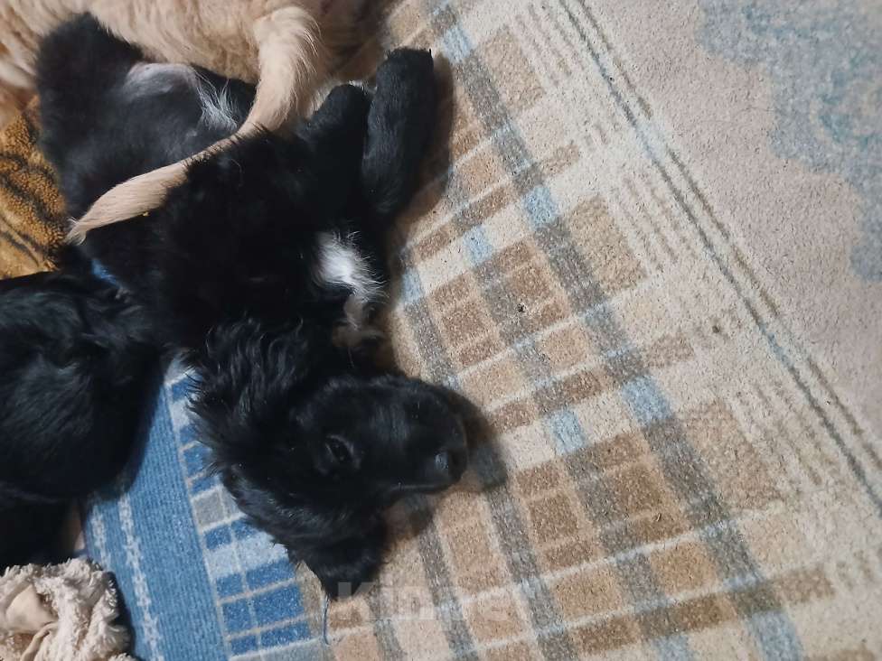 Собаки в Симферополе: Отдам щенка вдобрые руки Девочка, Бесплатно - фото 7