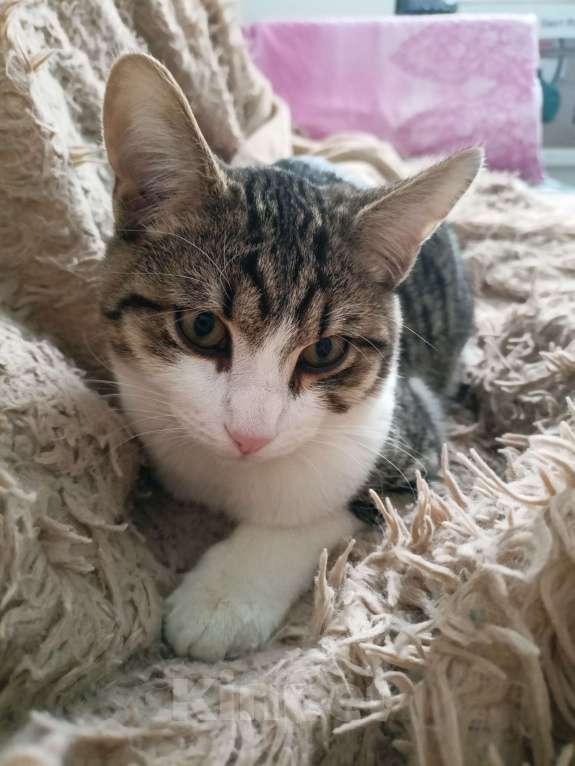 Кошки в Москве: Срочно котёнок в добрые руки Мальчик, Бесплатно - фото 4