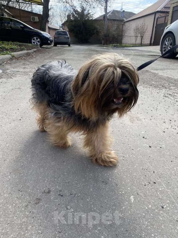 Собаки в Ростове-на-Дону: Найдена Йорк (кормящая) Девочка, Бесплатно - фото 4