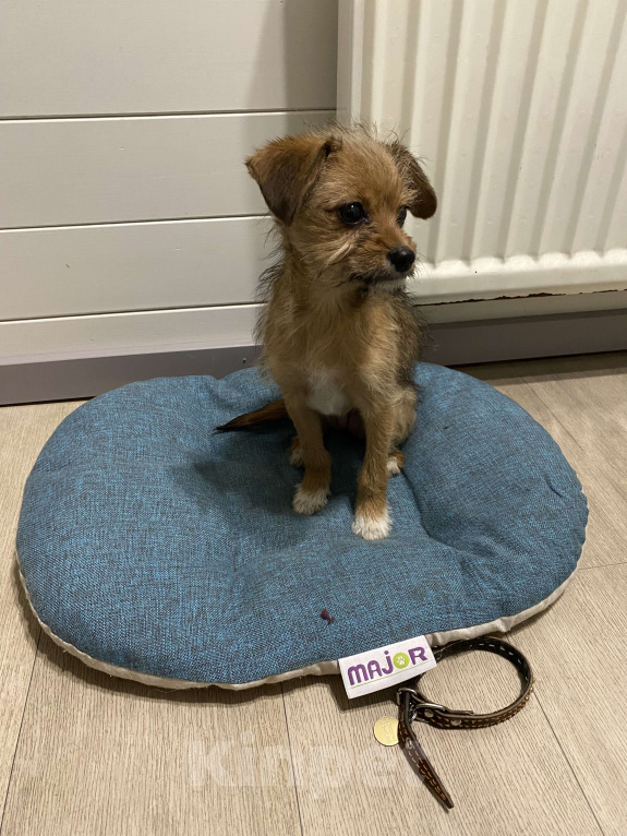 Собаки в Звенигороде: Возьмите счастье в дом!!! Девочка, Бесплатно - фото 4