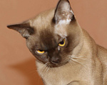 Кошки в Добрянке: Бурма, 20 000 руб. - фото 5
