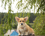 Собаки в Москве: Вельш корги пемброк мальчик  Мальчик, 65 000 руб. - фото 1