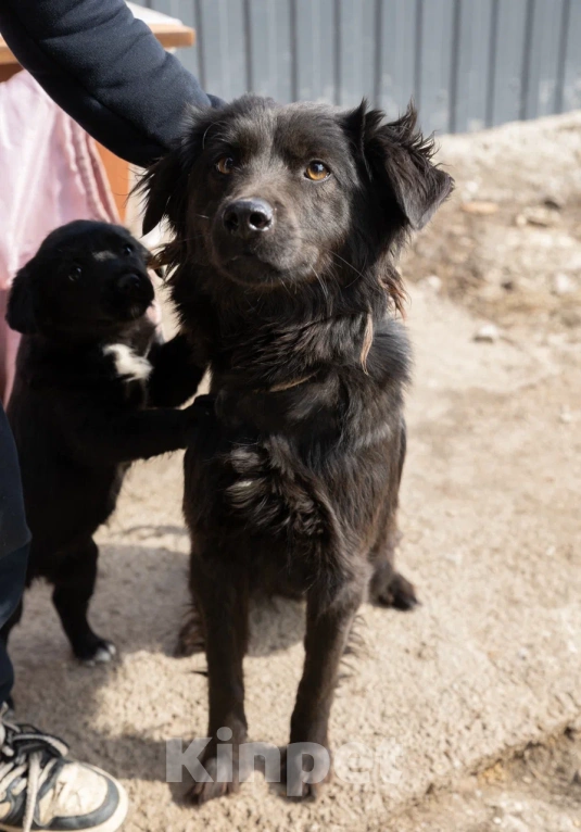 Собаки в Санкт-Петербурге: Щенки девочки ищут дом  Девочка, Бесплатно - фото 5