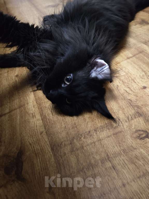 Кошки в Лобне: Независимый мейн-кун в дар Мальчик, Бесплатно - фото 5