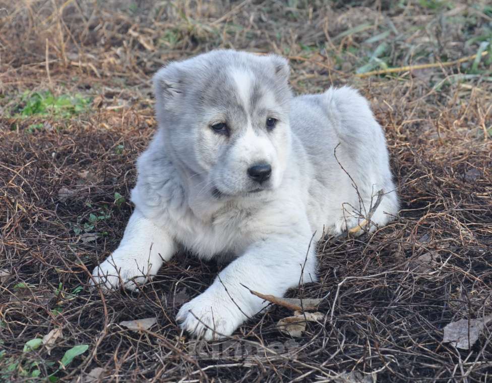 Собаки в Новосибирске: Щенок алабая (среднеазиатской овчарки) Девочка, Бесплатно - фото 2