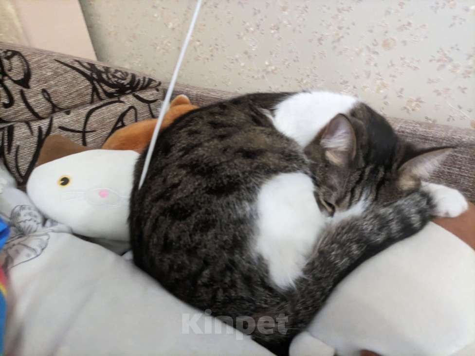 Кошки в Воронеже: котик в добрые руки Мальчик, Бесплатно - фото 2