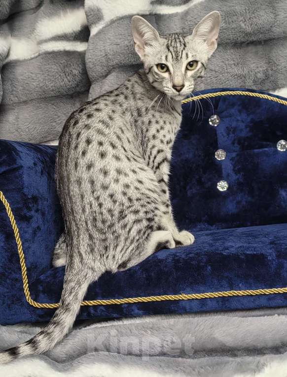 Кошки в Санкт-Петербурге: Котёнок Мау Диоген Мальчик, 45 000 руб. - фото 1