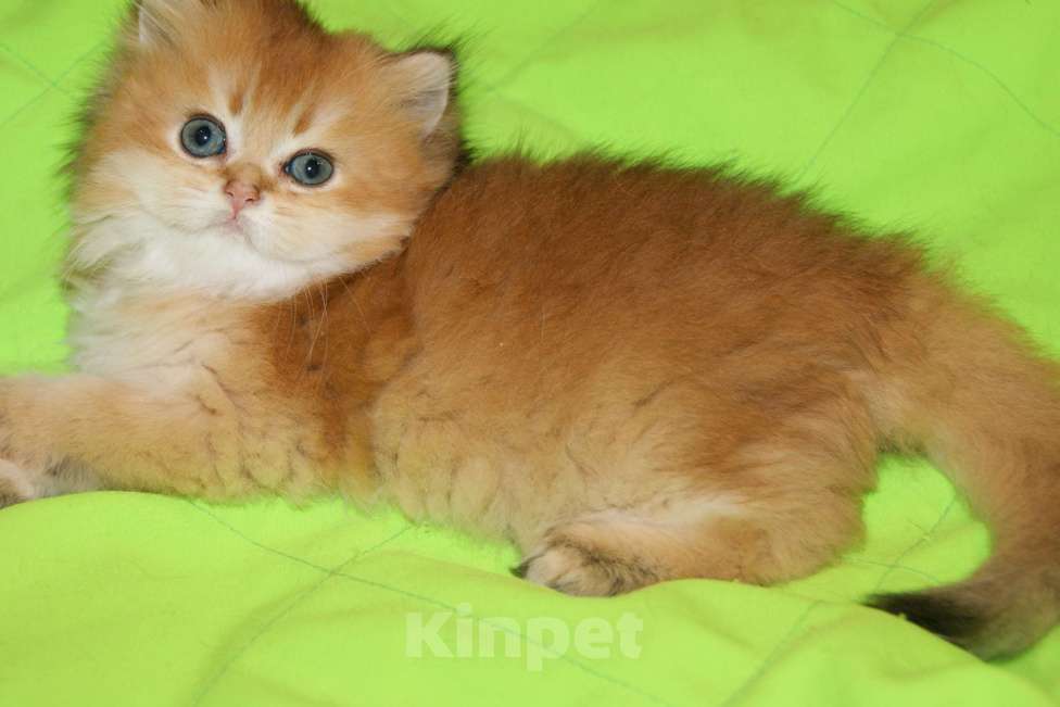 Кошки в Москве: Золотой мальчик Мальчик, 40 000 руб. - фото 2