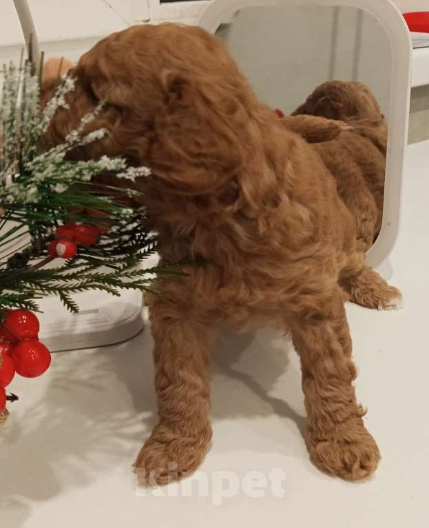 Собаки в Казани: Щенки той пуделя Мальчик, 70 000 руб. - фото 1