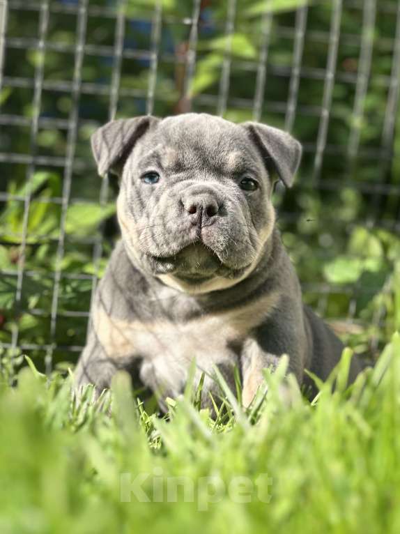 Собаки в Москве: Щенки Американского булли  Девочка, 300 000 руб. - фото 2