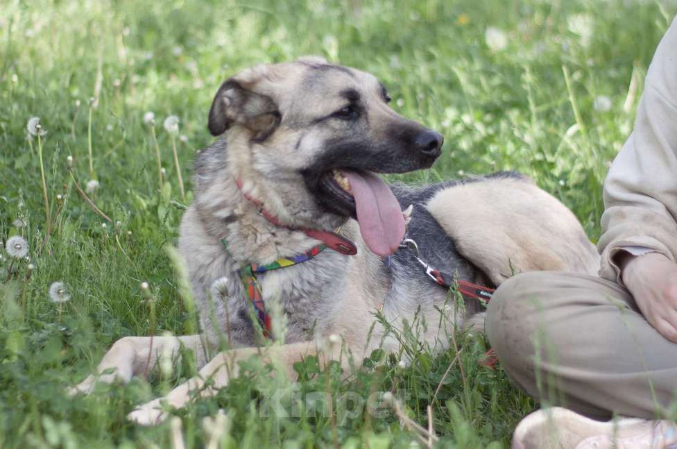 Собаки в Москве: Скромный Винчестер мечтает быть домашним Мальчик, Бесплатно - фото 2