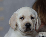 Собаки в Клине: Лабрадор ретривер щенки Разнополые, Бесплатно - фото 3