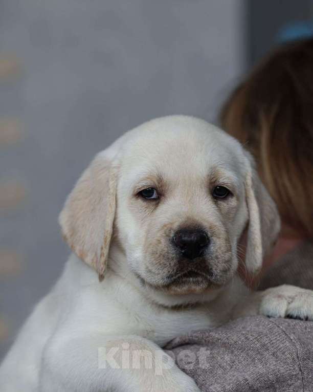 Собаки в Клине: Лабрадор ретривер щенки Разнополые, Бесплатно - фото 3