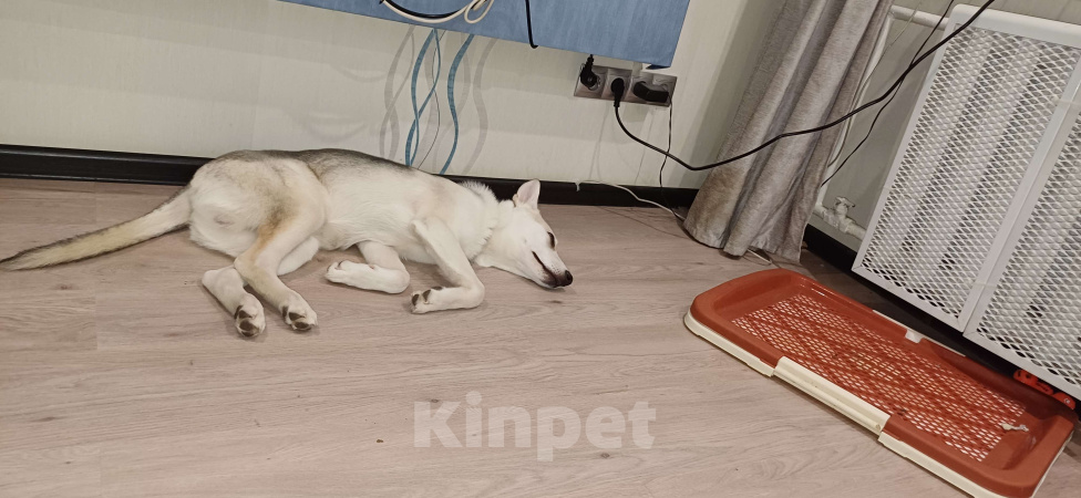 Собаки в Раменском: Вульфи ищет новый дом Мальчик, Бесплатно - фото 1