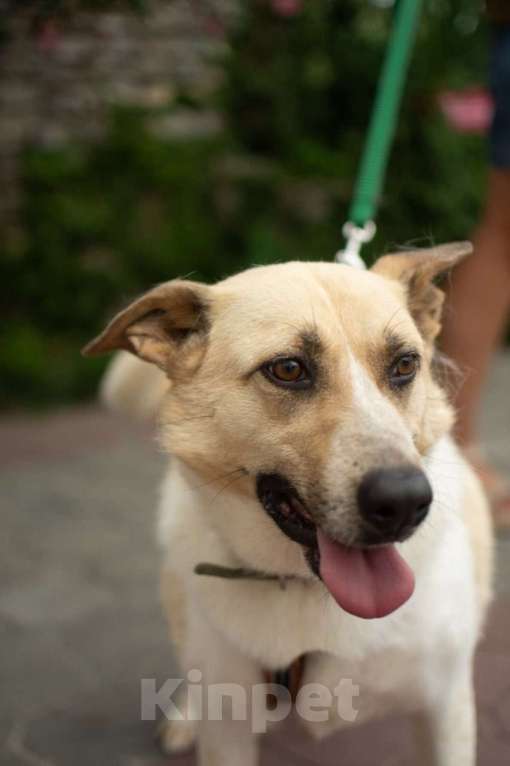 Собаки в других городах Краснодарского края: Австралийская пастушья собака по версии Яндекс в дар  Девочка, Бесплатно - фото 2