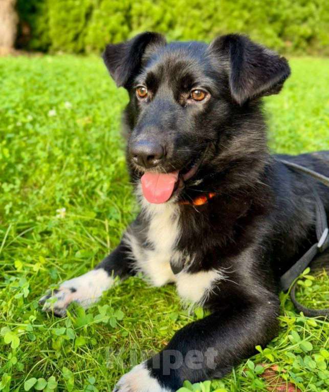 Собаки в Москве: Метис корг. На улицу через 2 дня Мальчик, Бесплатно - фото 2