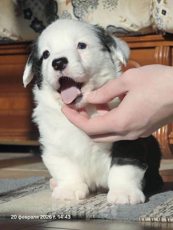 Собаки в Люберцах: Корги Мальчик, Бесплатно - фото 2