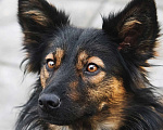 Собаки в Москве: Необыкновенная красавица Клер ждет свою семью. Девочка, Бесплатно - фото 5
