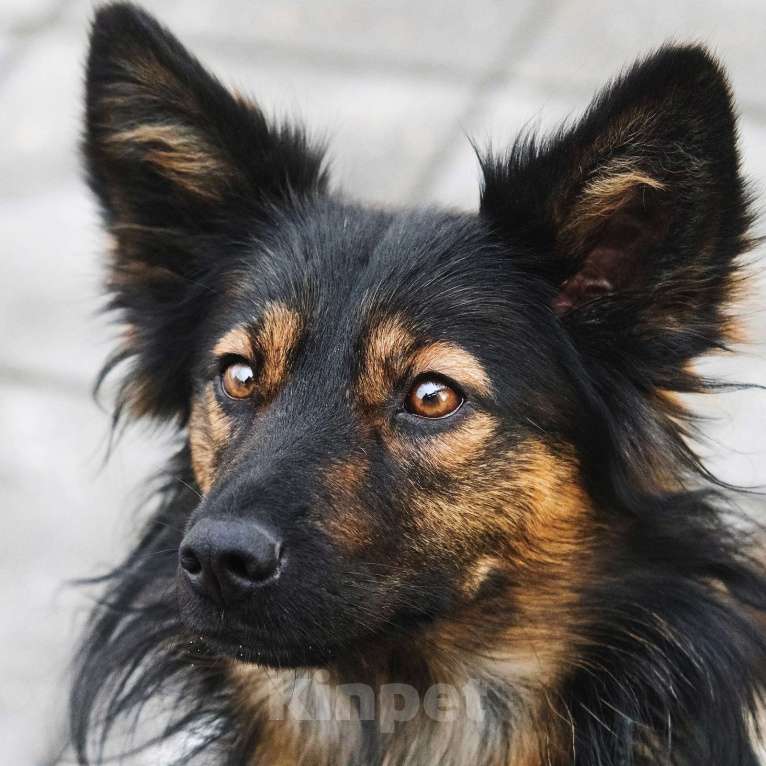 Собаки в Москве: Необыкновенная красавица Клер ждет свою семью. Девочка, Бесплатно - фото 5