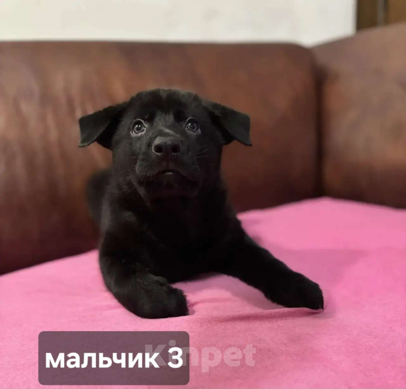 Собаки в Новосибирске: Щенки Немецкой овчарки Разнополые, 20 000 руб. - фото 6