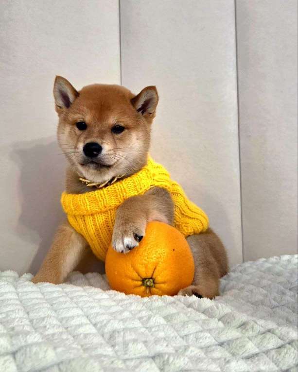 Собаки в Севастополе: Щенок Сиба ину Мальчик, 45 000 руб. - фото 2