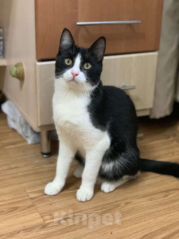 Кошки в Котельнике: Молодой маркизный котенок Стёпка Мальчик, Бесплатно - фото 3