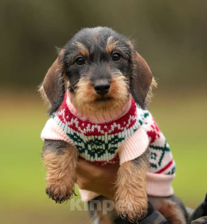 Собаки в Санкт-Петербурге: Щенки жш таксы. Питомник РКФ Девочка, 45 000 руб. - фото 6