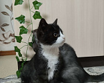 Кошки в других городах Красноярского края: Ктимена Девочка, Бесплатно - фото 1