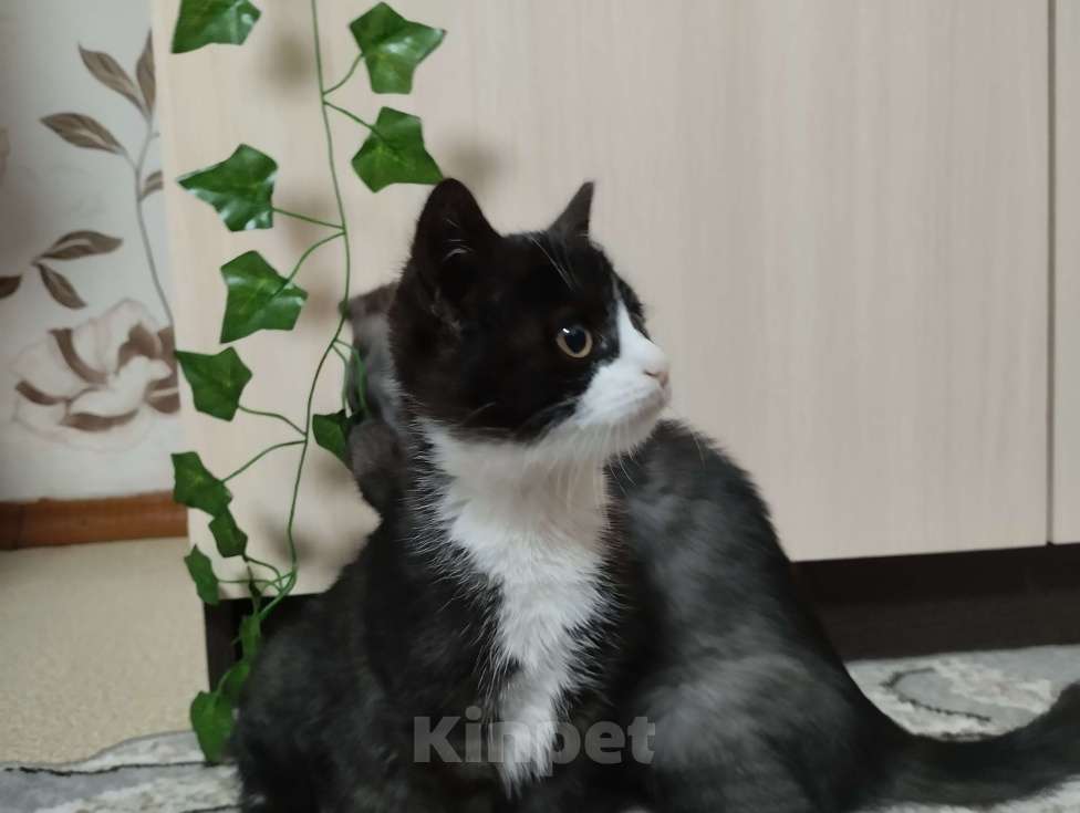 Кошки в других городах Красноярского края: Ктимена Девочка, Бесплатно - фото 1