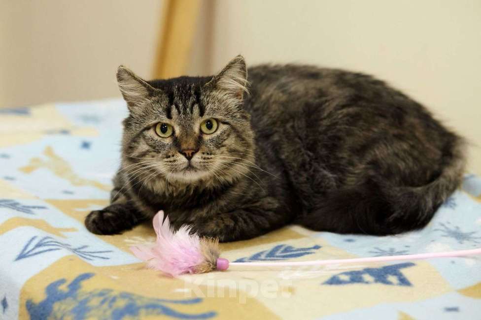 Кошки в Москве: Пушистый полосатый сибиряк Самсон ищет дом Мальчик, 1 руб. - фото 4