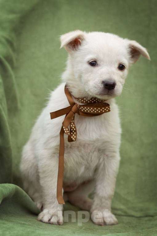 Собаки в Яхроме: щенки в добрые руки Мальчик, Бесплатно - фото 1