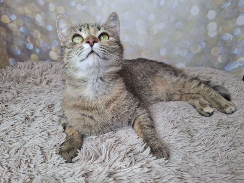 Кошки в Москве: Важена будет на выставке-пристройстве в Москве Девочка, Бесплатно - фото 10