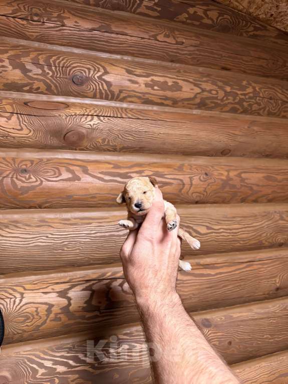 Собаки в Краснодаре: Той пудель щенок Девочка, 65 000 руб. - фото 6