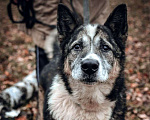 Собаки в Москве: Гоша Мальчик, Бесплатно - фото 1