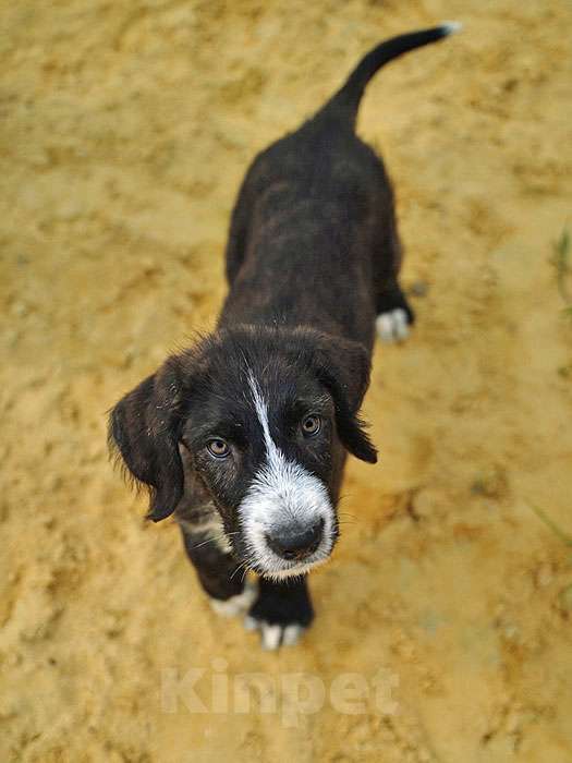 Собаки в Москве: Очаровательные домашние щенки метисы черного терьера ищут дом Мальчик, 10 руб. - фото 6