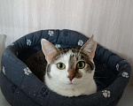 Кошки в Москве: Кошечка Марфуша ищет дом! Девочка, Бесплатно - фото 2