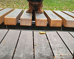 Собаки в Перми: Щенок миниатюрной таксы Мальчик, 50 000 руб. - фото 3