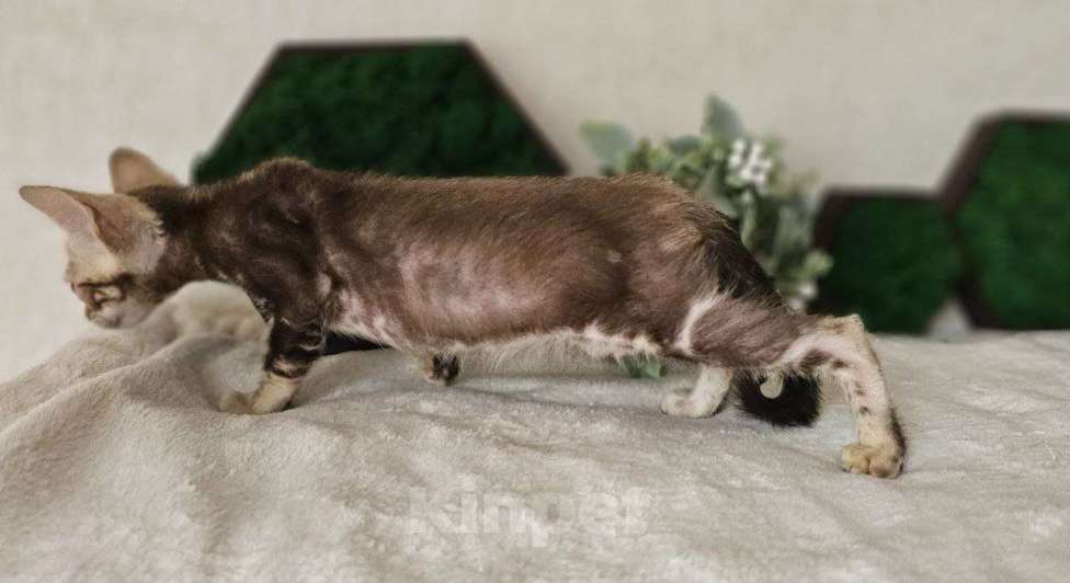Кошки в Кирове: Бенгальский котенок Мальчик, 25 000 руб. - фото 2