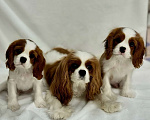 Собаки в Москве: Кавалер кинг-чарльз-спаниель, щенок Мальчик, 100 000 руб. - фото 7